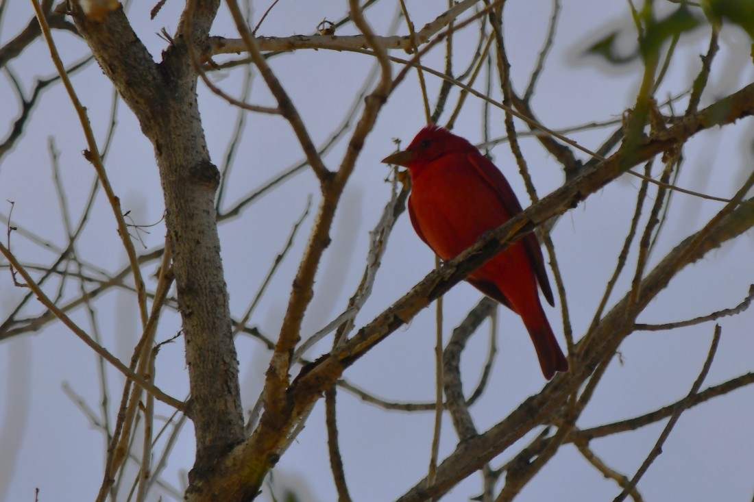 Summer Tanager - ML645950074