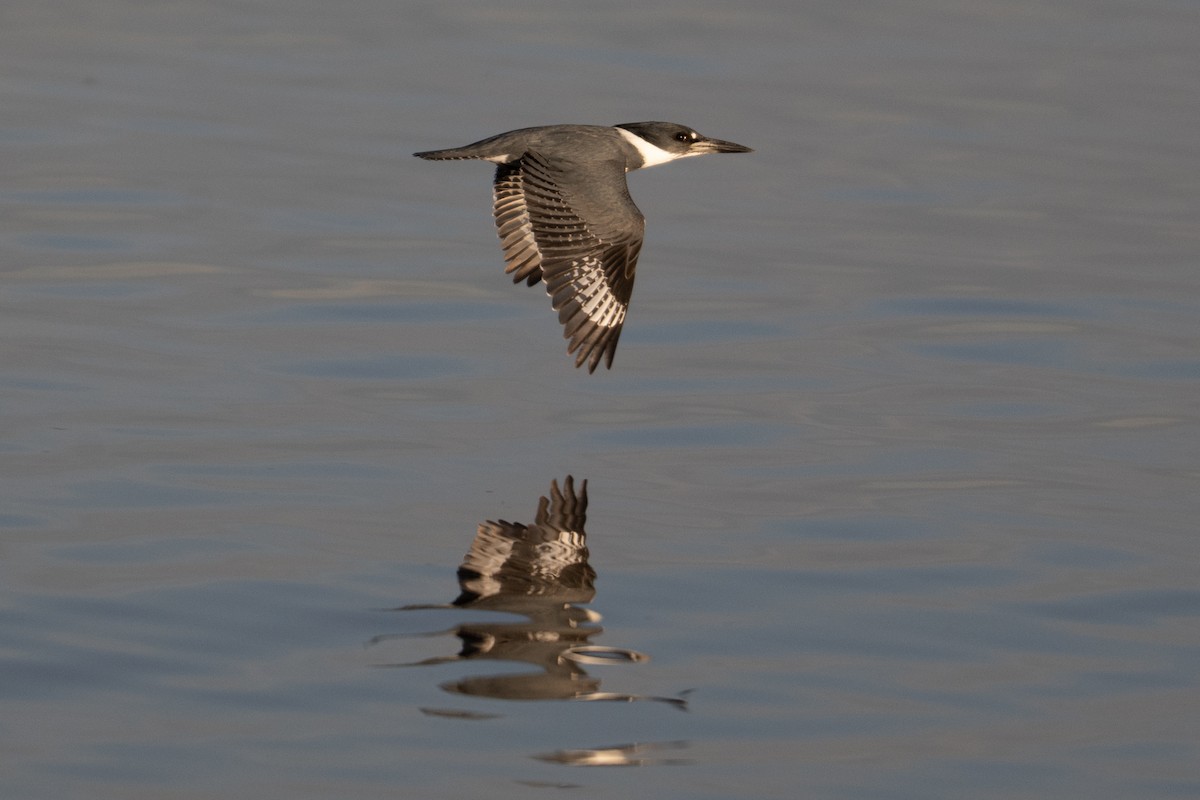 Belted Kingfisher - ML645950080