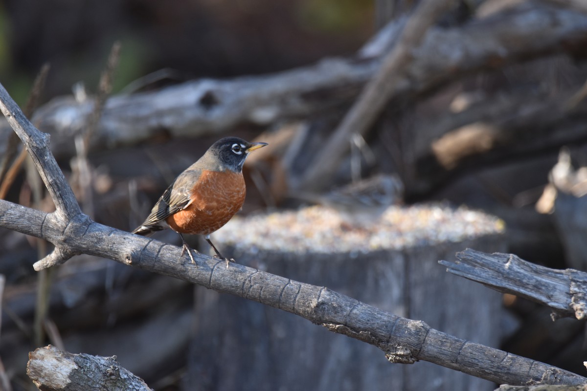 American Robin - ML645950083