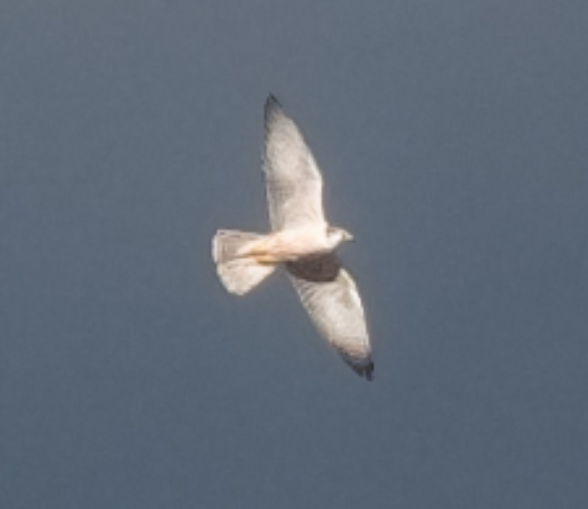 raroh jižní - ML645950091