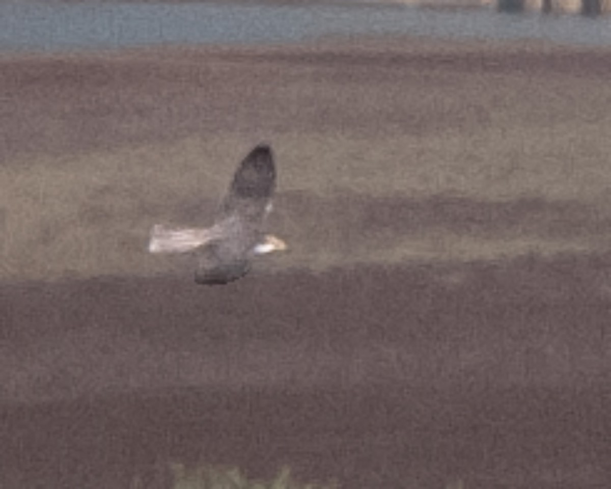 raroh jižní - ML645950092