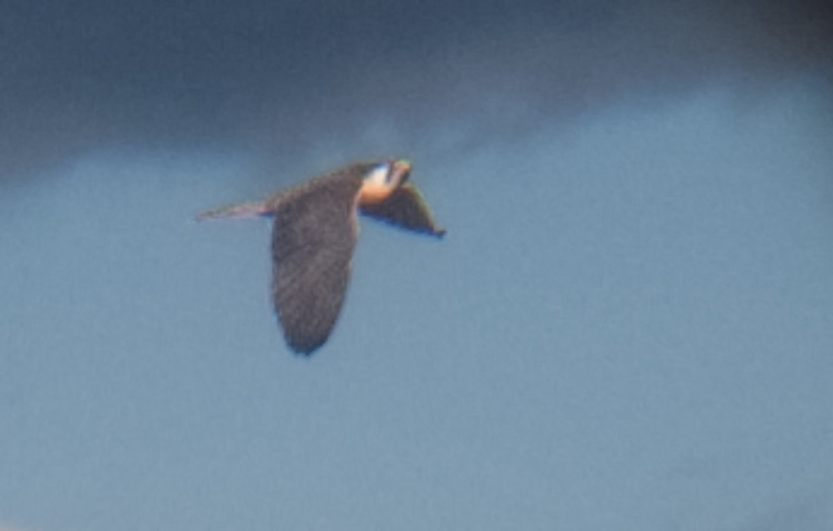 raroh jižní - ML645950093