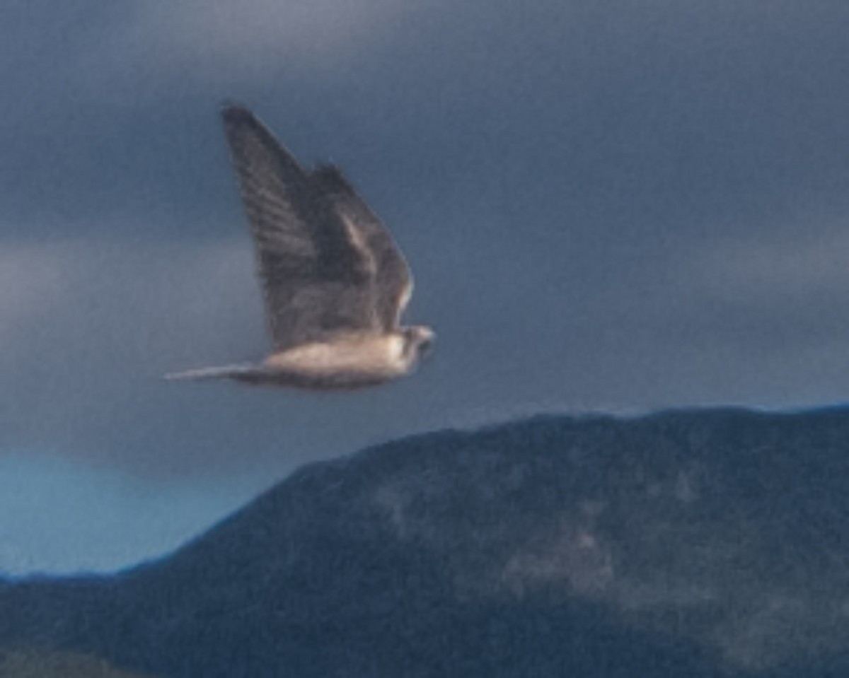 raroh jižní - ML645950094