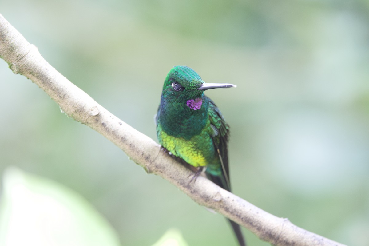 Empress Brilliant - ML645950095