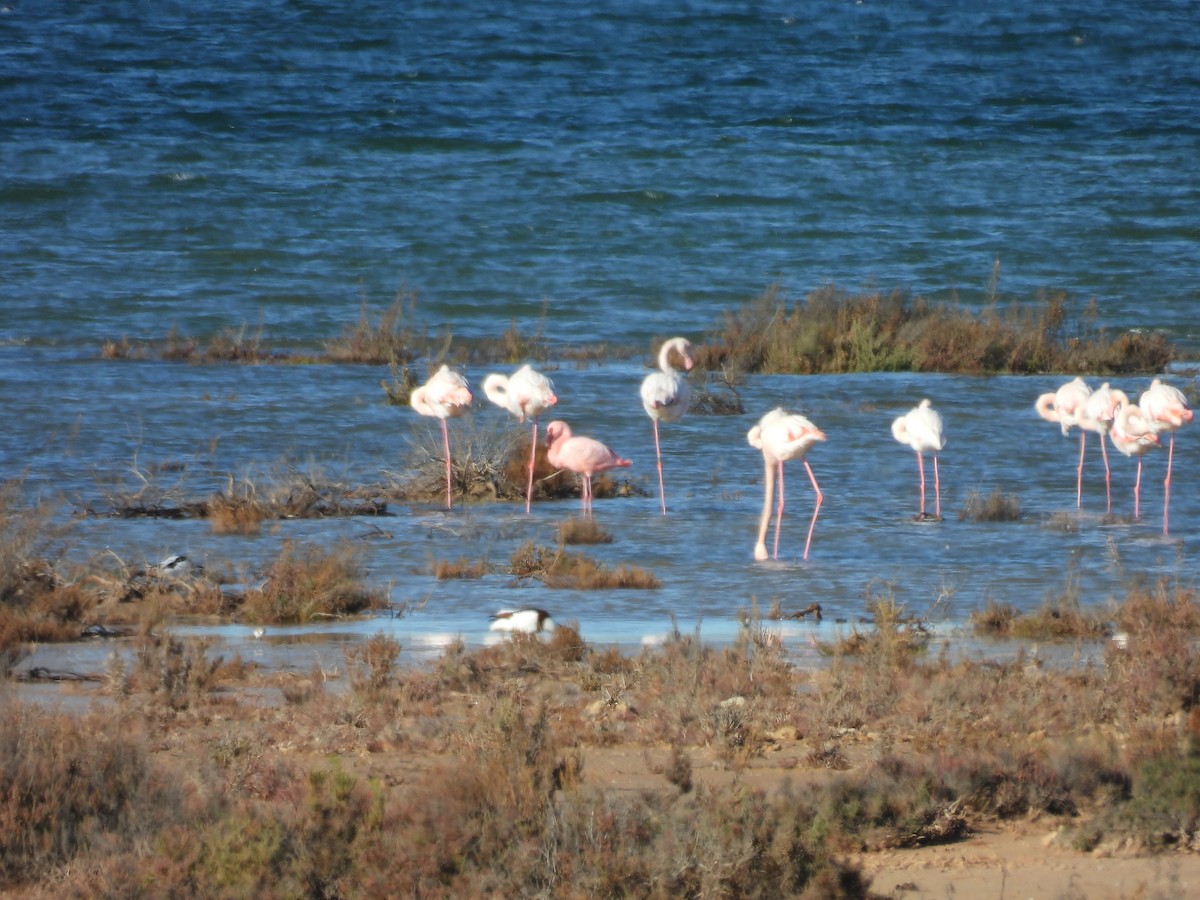 plameňák malý - ML645950103