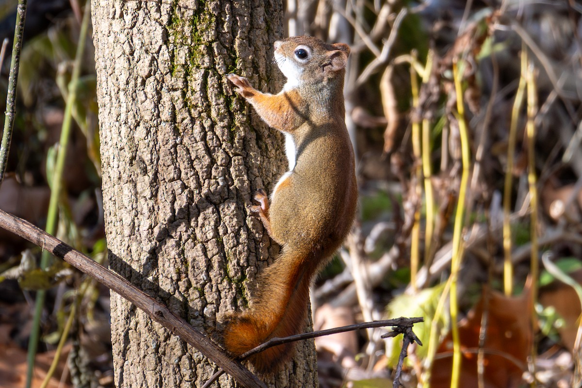 American Red Squirrel - ML645950104