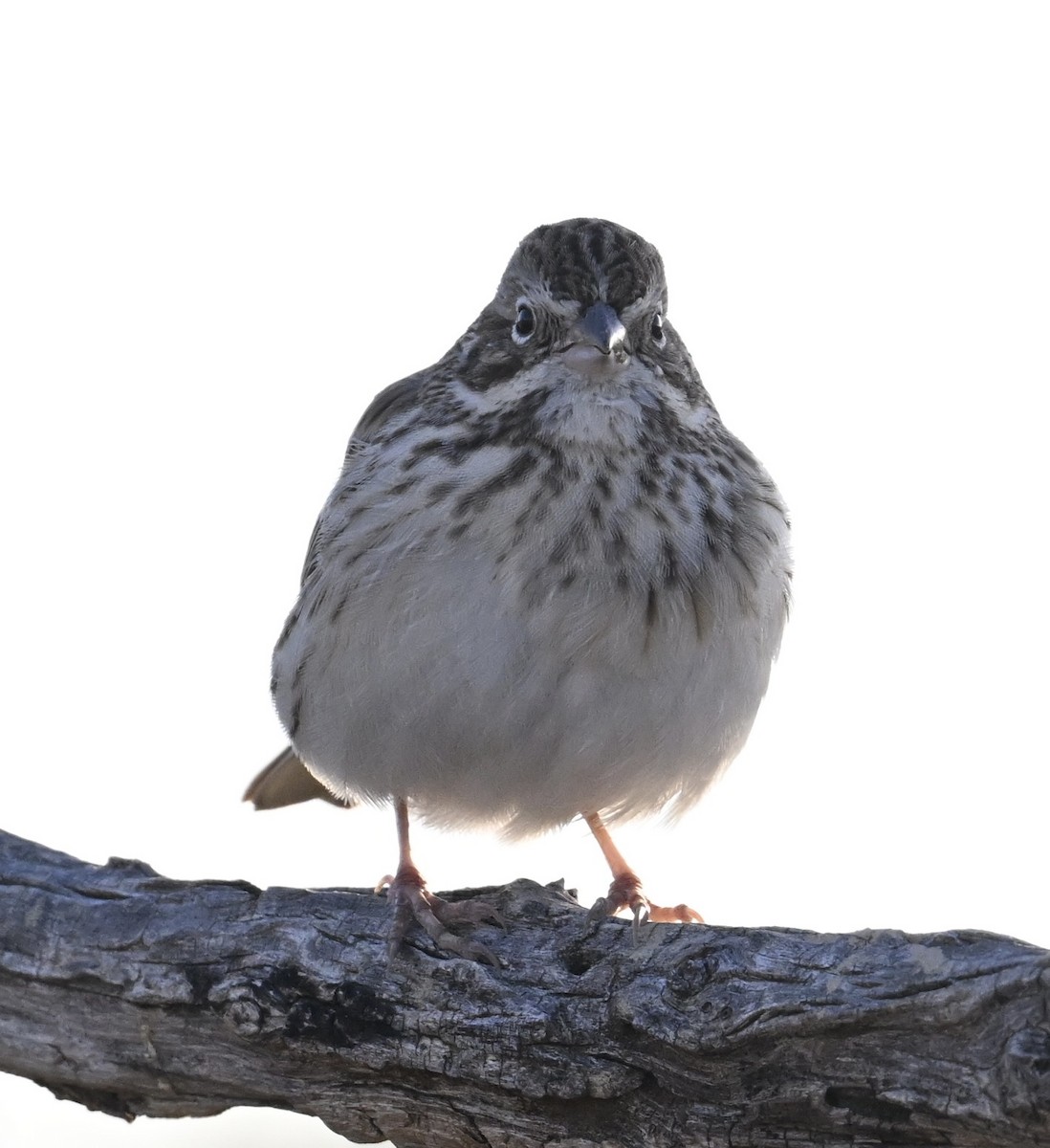 Vesper Sparrow - ML645950109