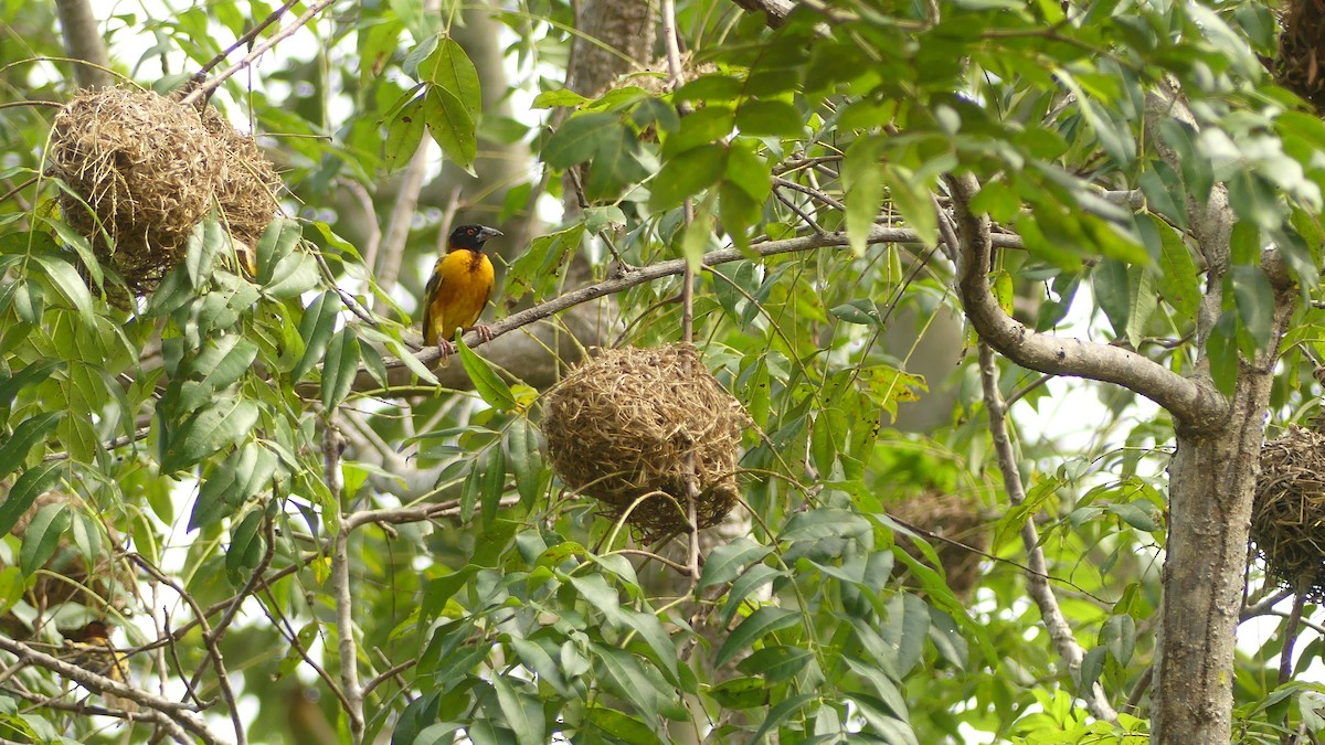 Village Weaver - ML645950115