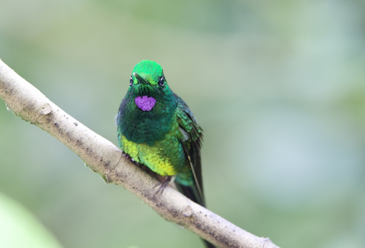 Empress Brilliant - ML645950116