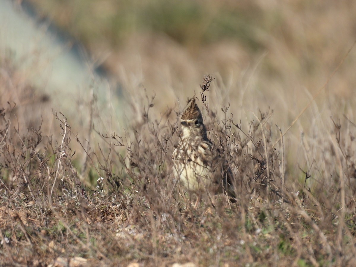 Cochevis de Thékla - ML645950118