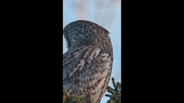 Сова бородата - ML645950124