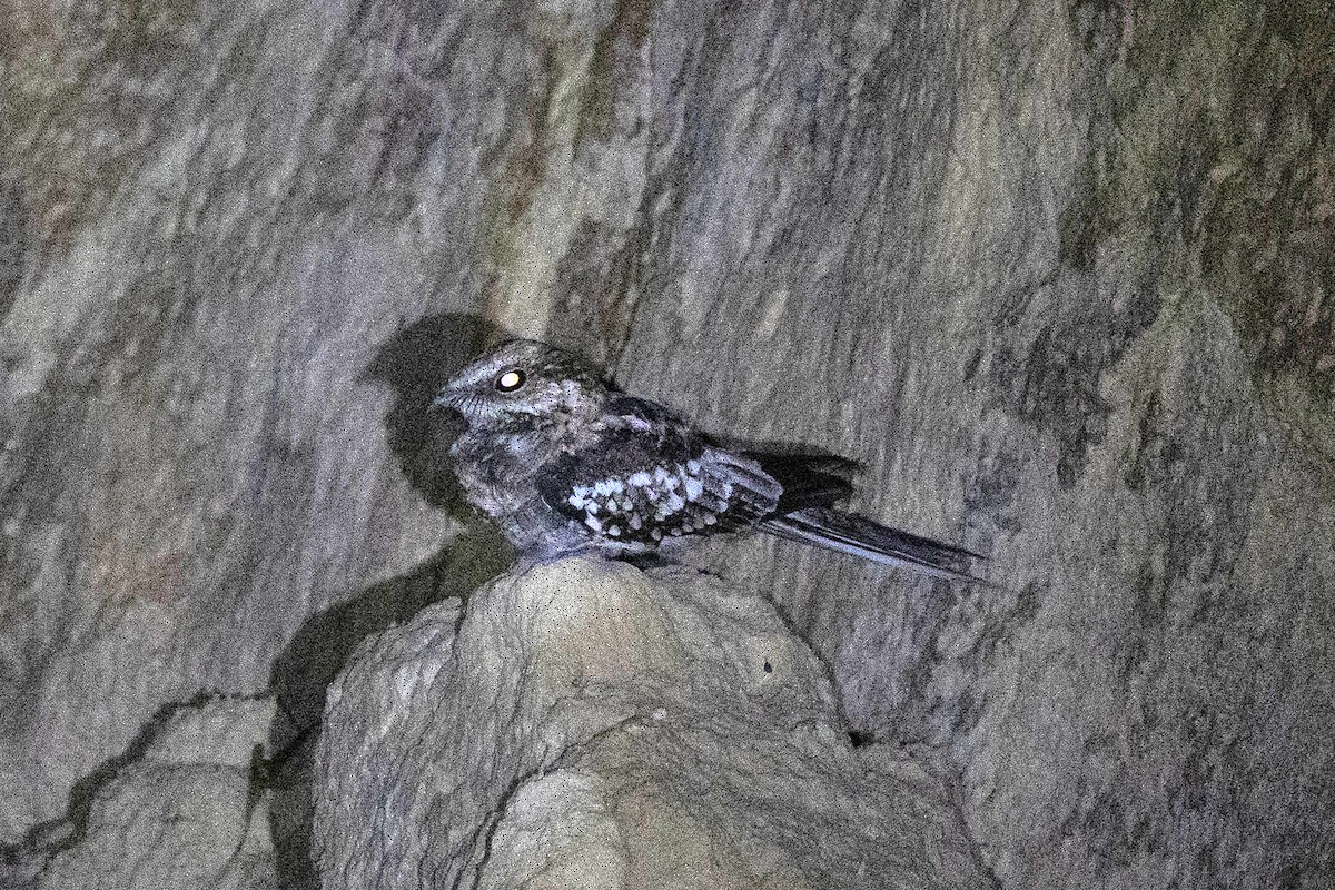 lelek rezavolímcový - ML645950125