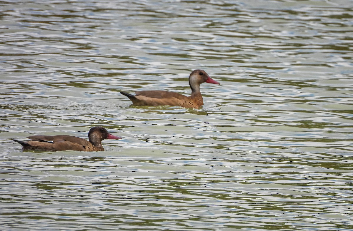 Brazilian Teal - ML645950126