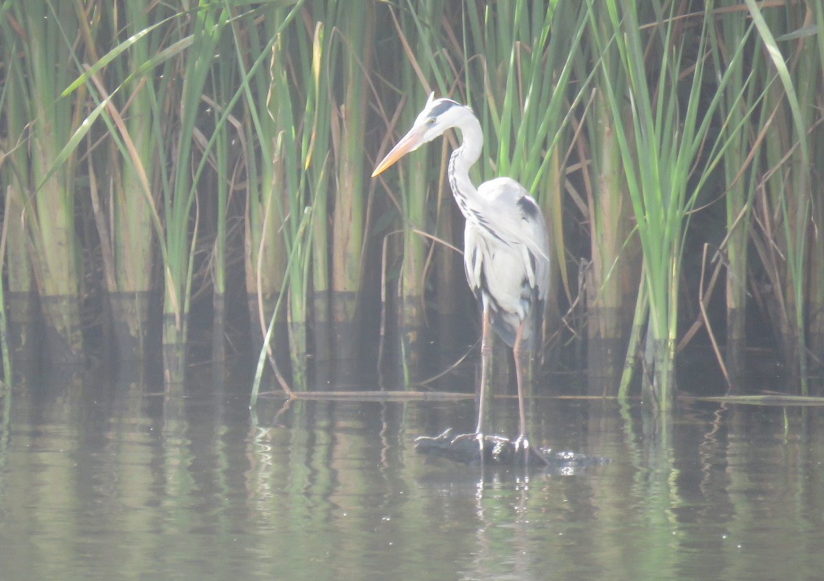 Gray Heron (Gray) - ML645950131
