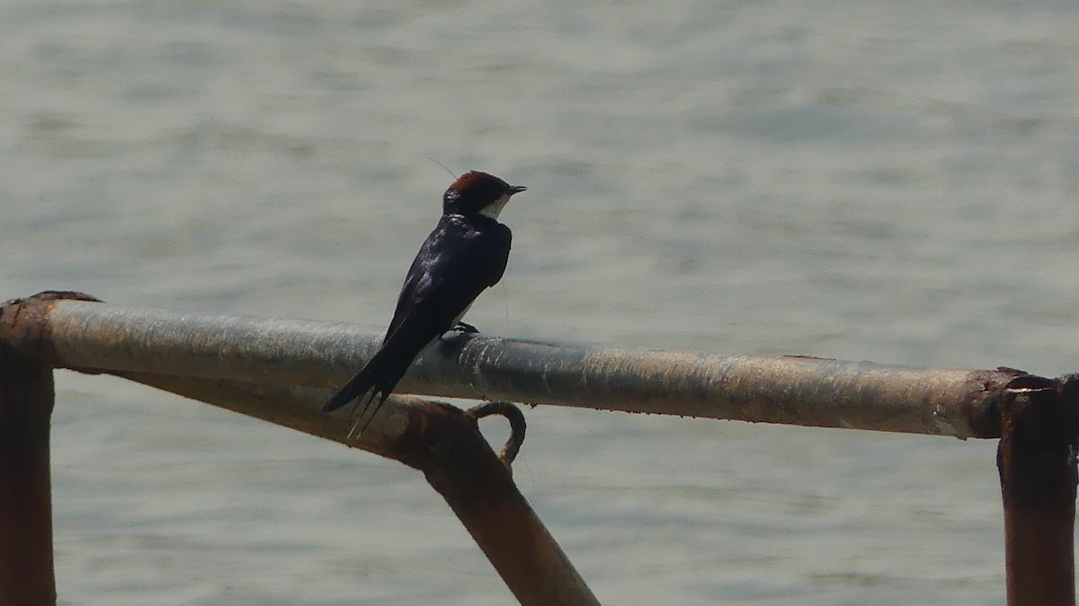 Wire-tailed Swallow - ML645950132