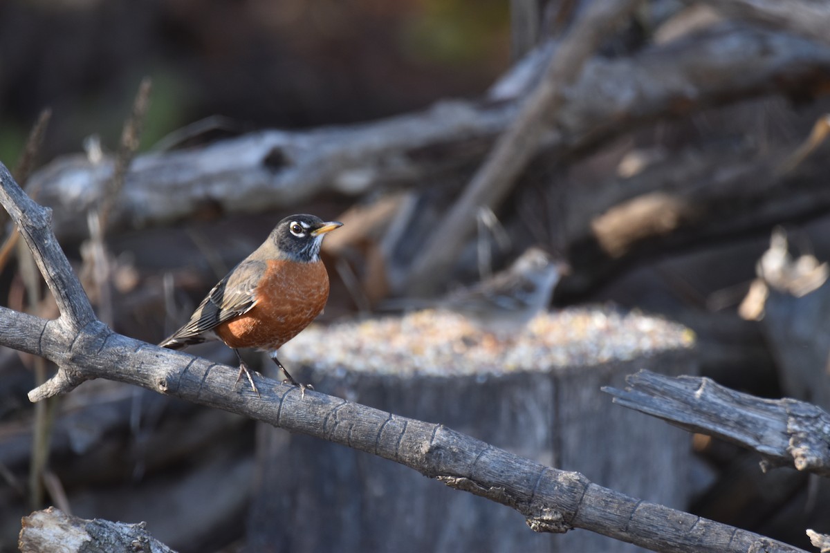 American Robin - ML645950134