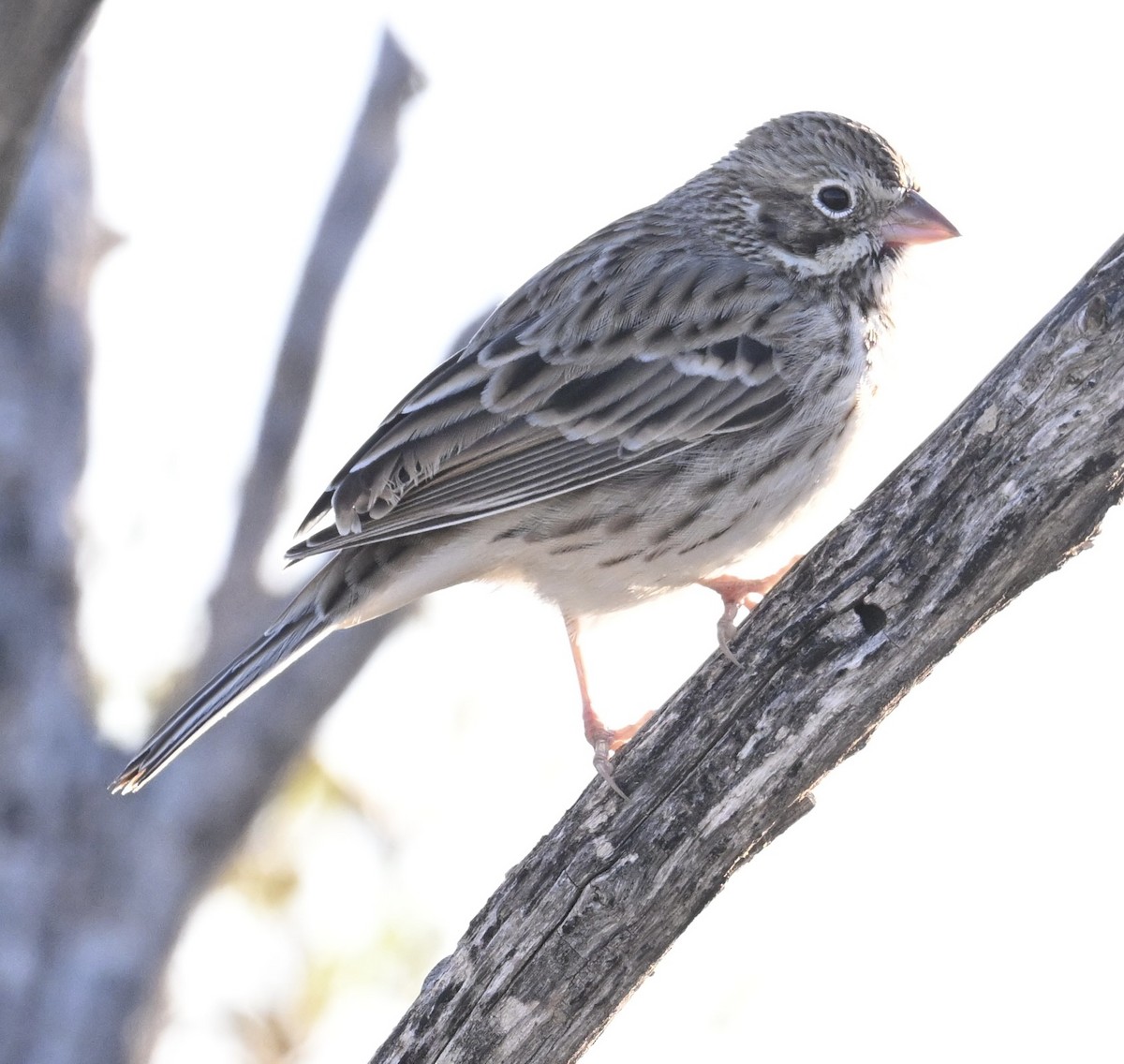 Vesper Sparrow - ML645950136
