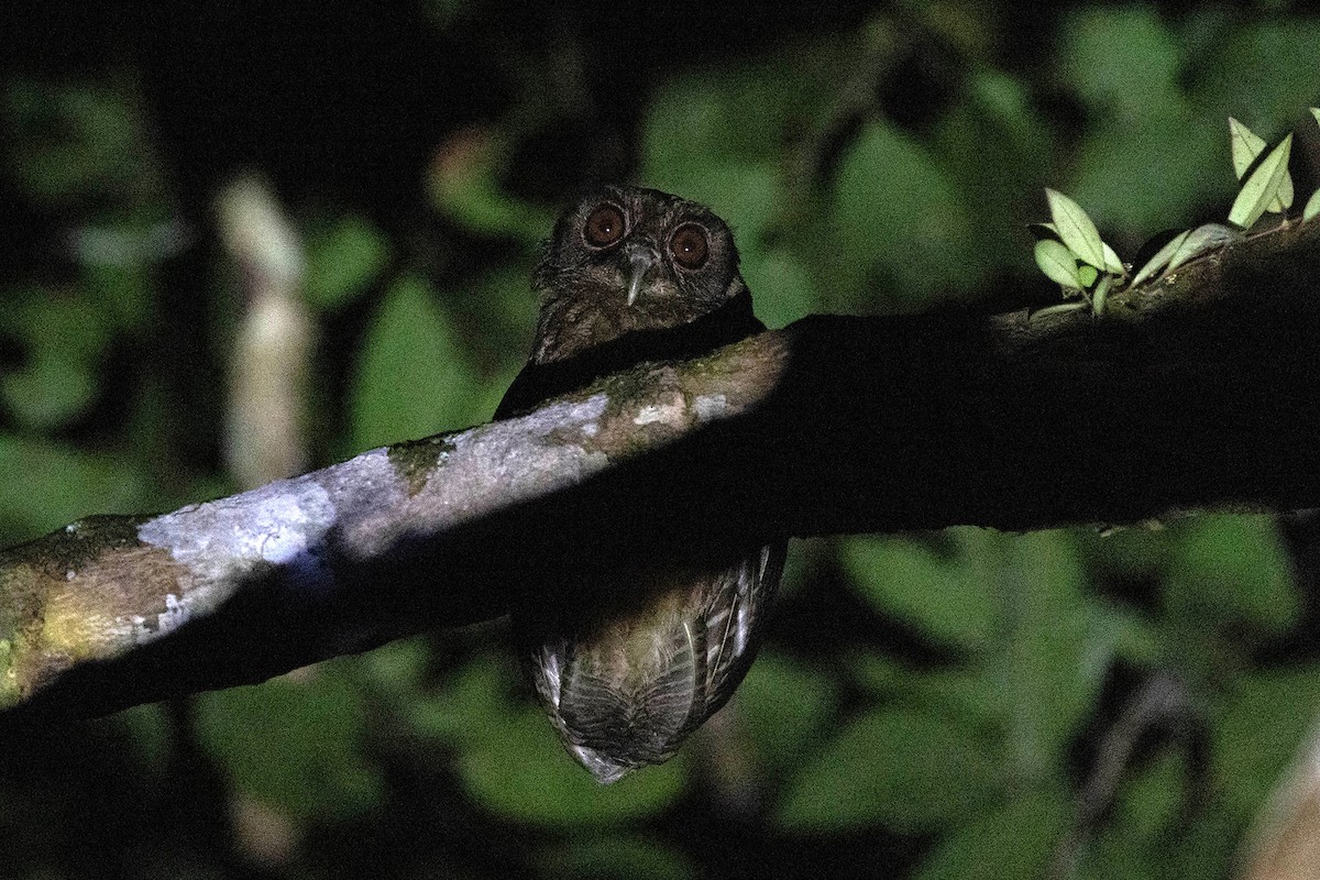 Tawny-bellied Screech-Owl - ML645950139