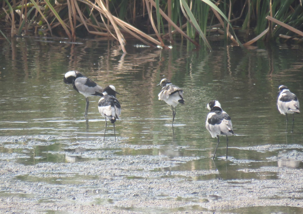 Blacksmith Lapwing - ML645950140