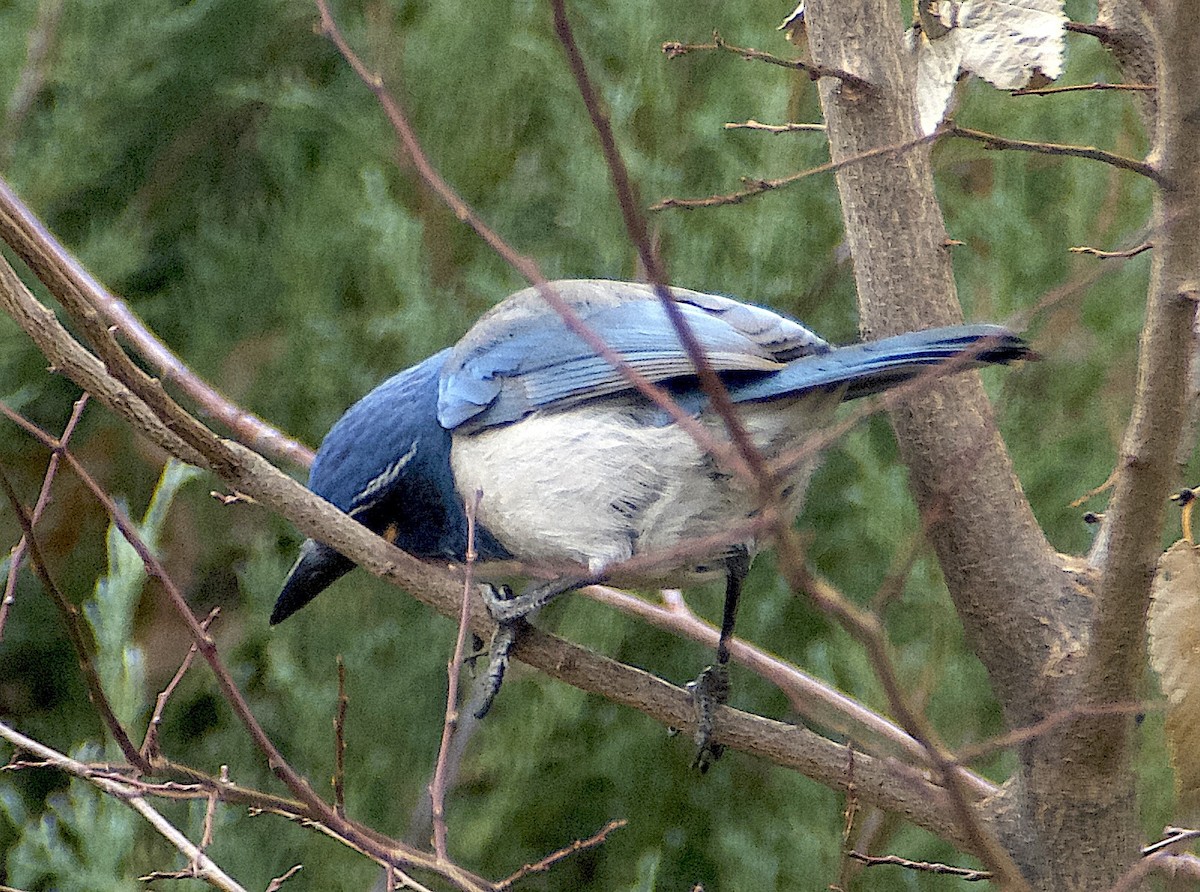 California Scrub-Jay - ML645950158