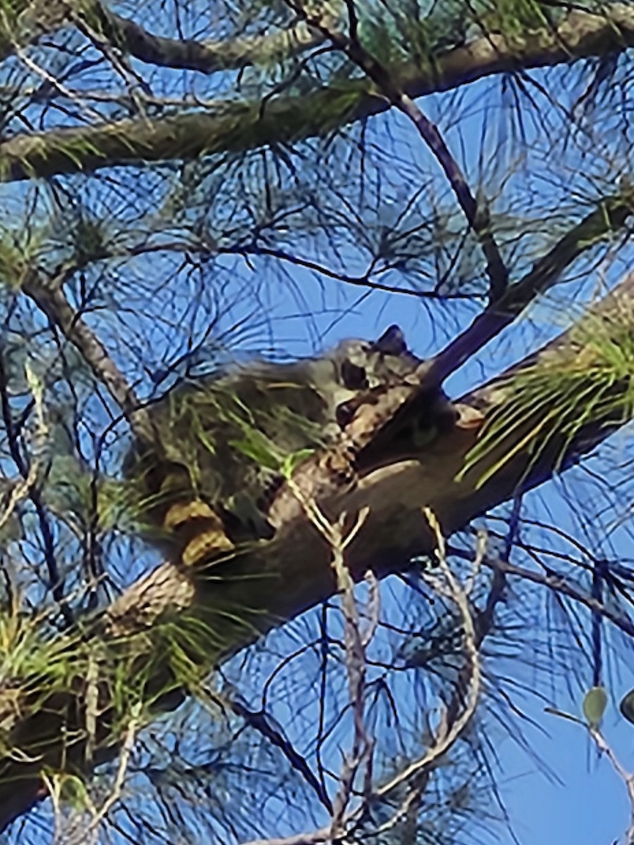 Common Raccoon - ML645950168