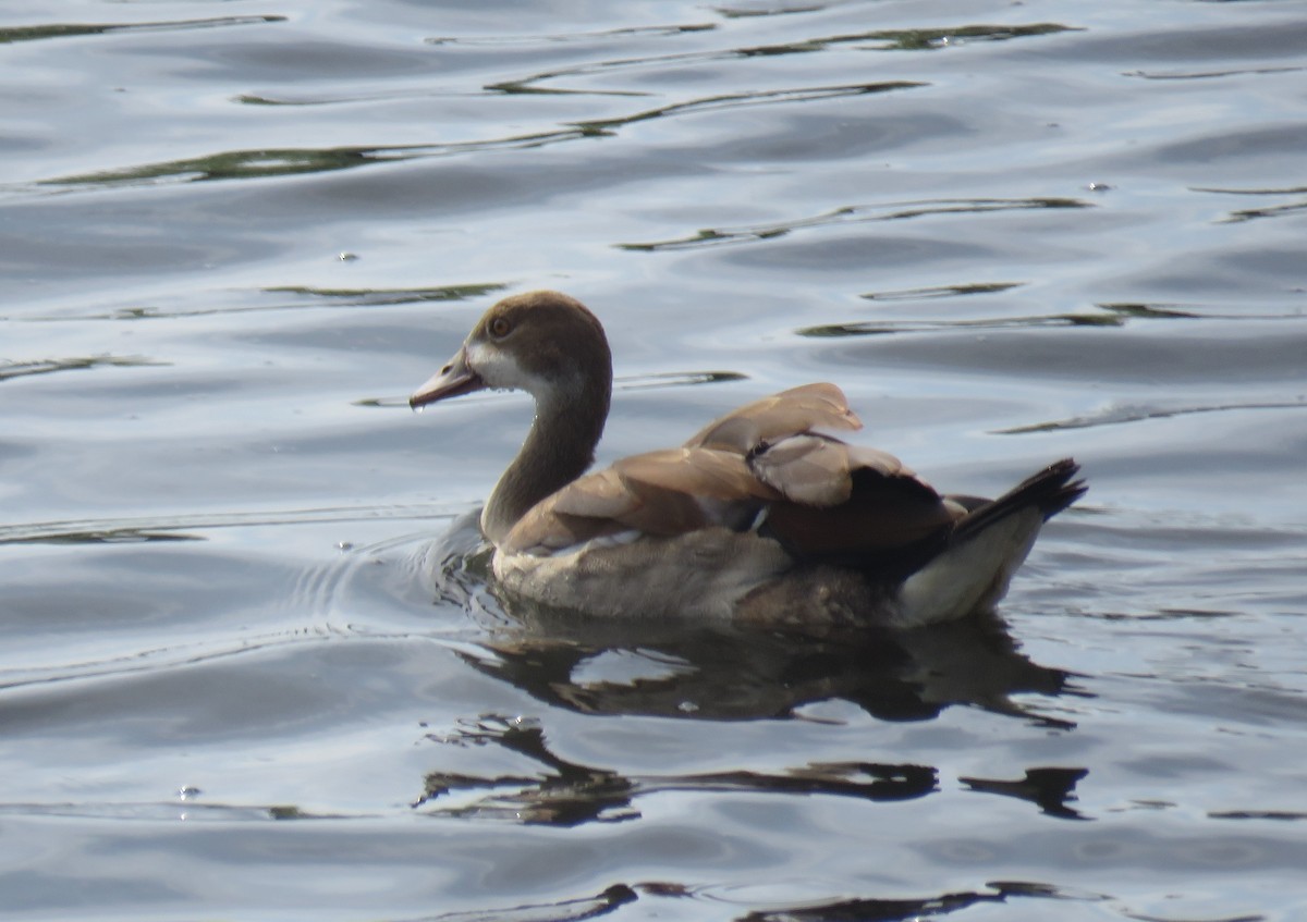 Egyptian Goose - ML645950169