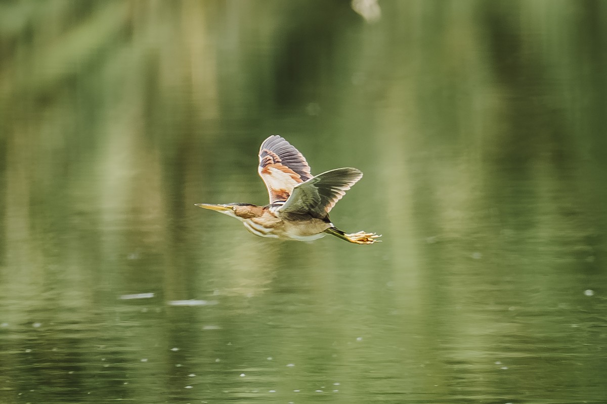 コヨシゴイ - ML645950174