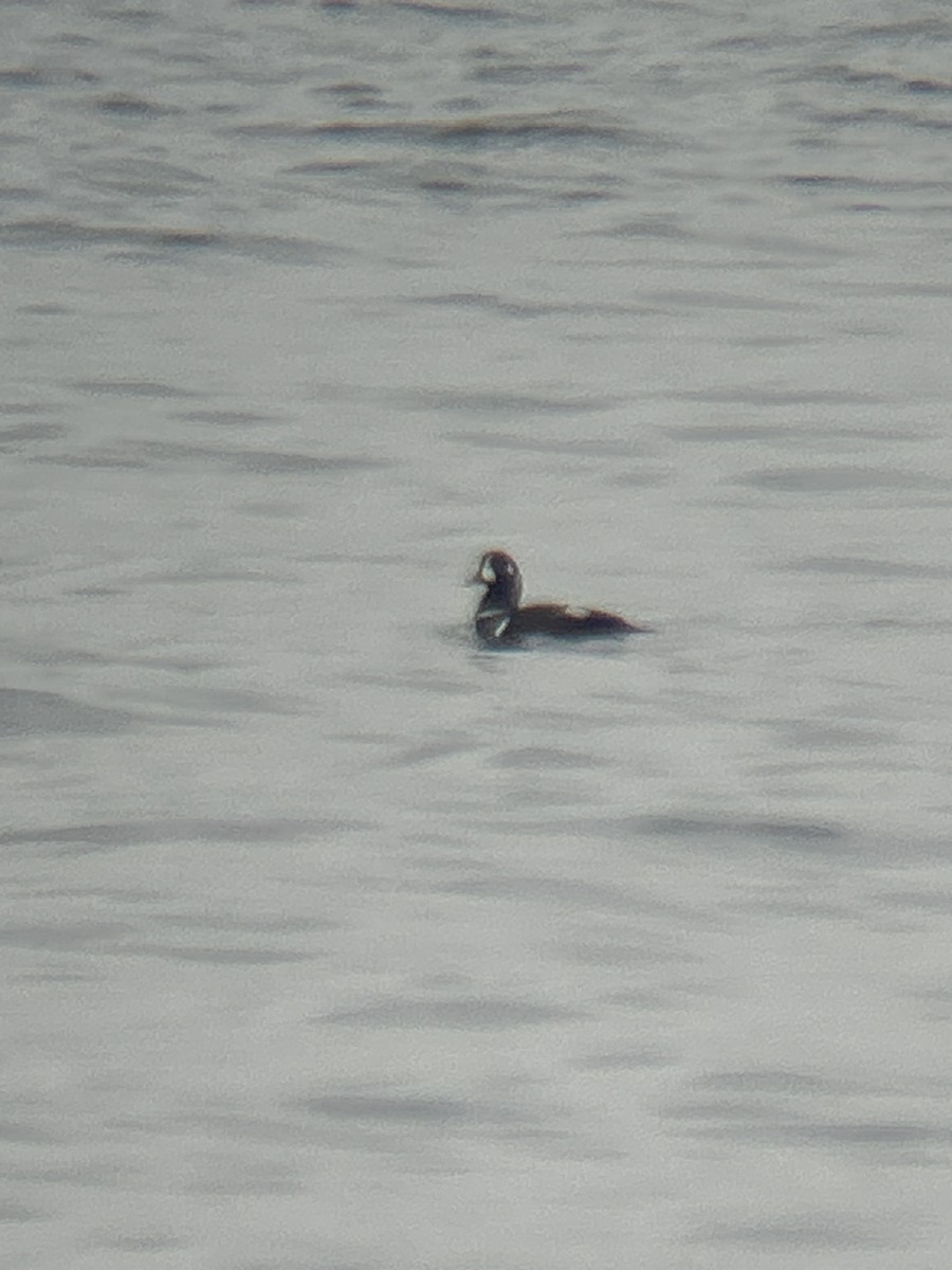 Ahate arlekina - ML645950179