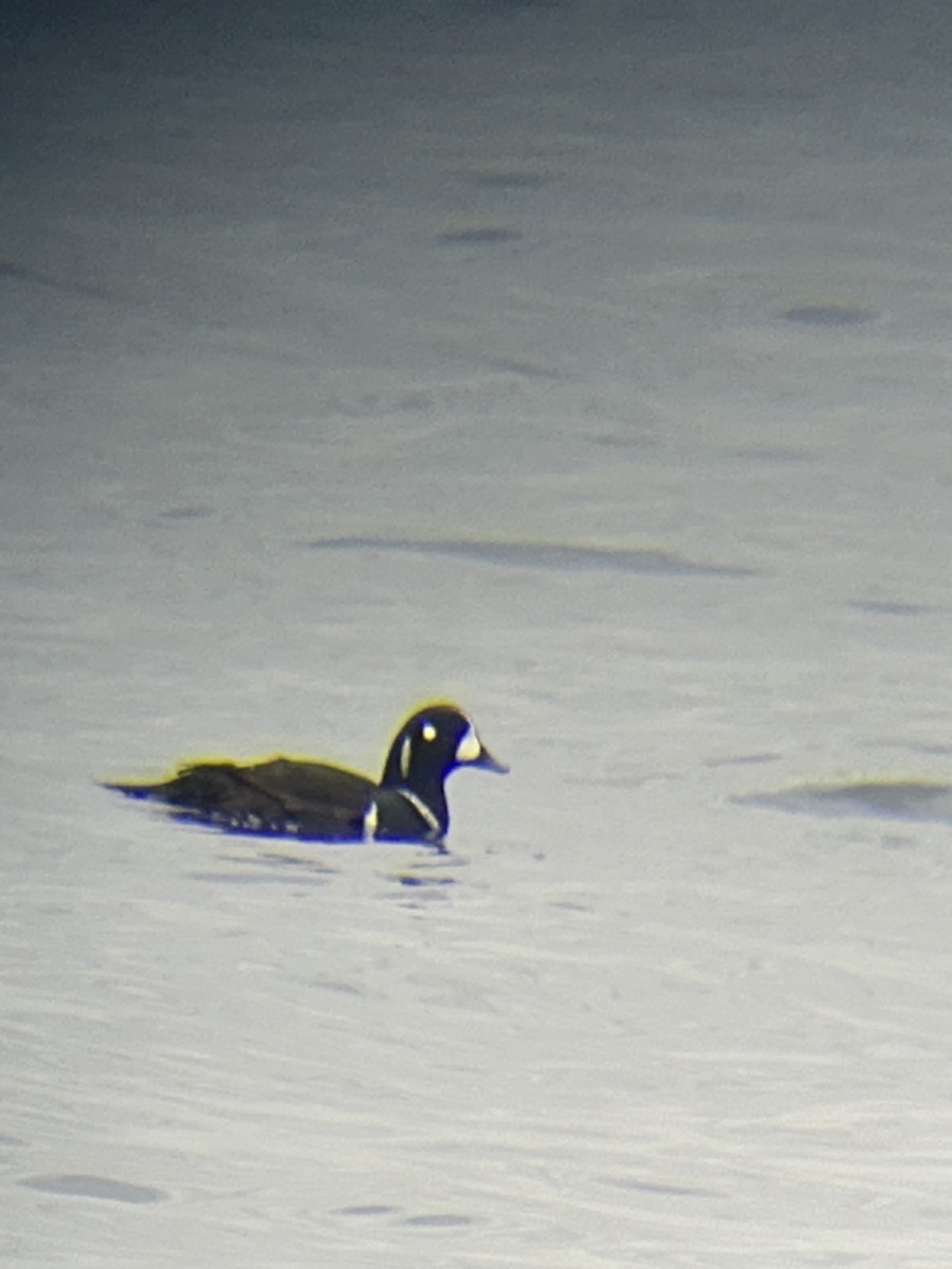 Ahate arlekina - ML645950181