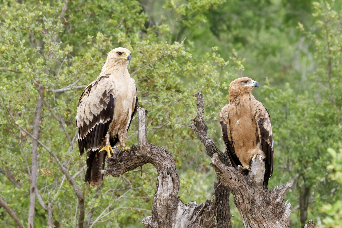 savanneørn - ML645950189