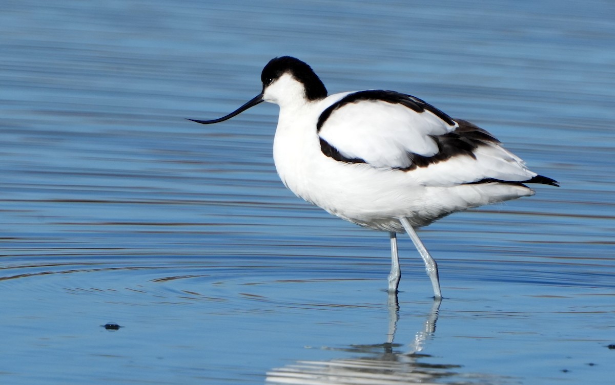 Pied Avocet - ML645950190