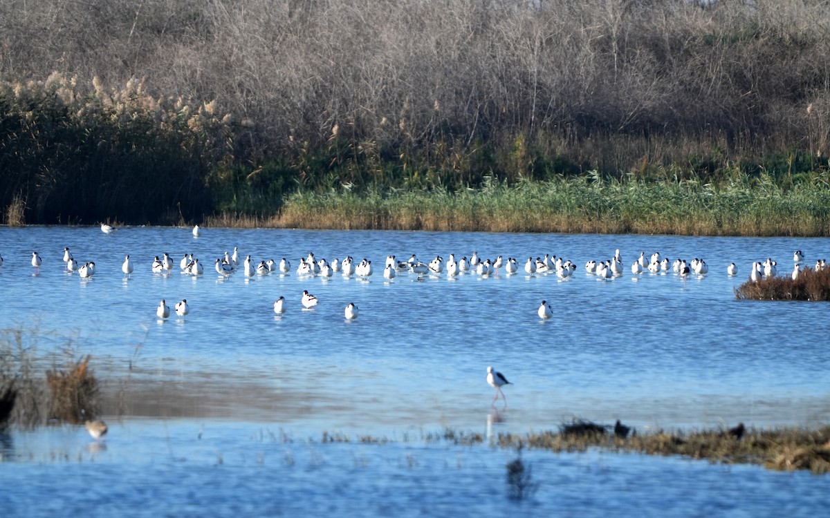 Pied Avocet - ML645950191