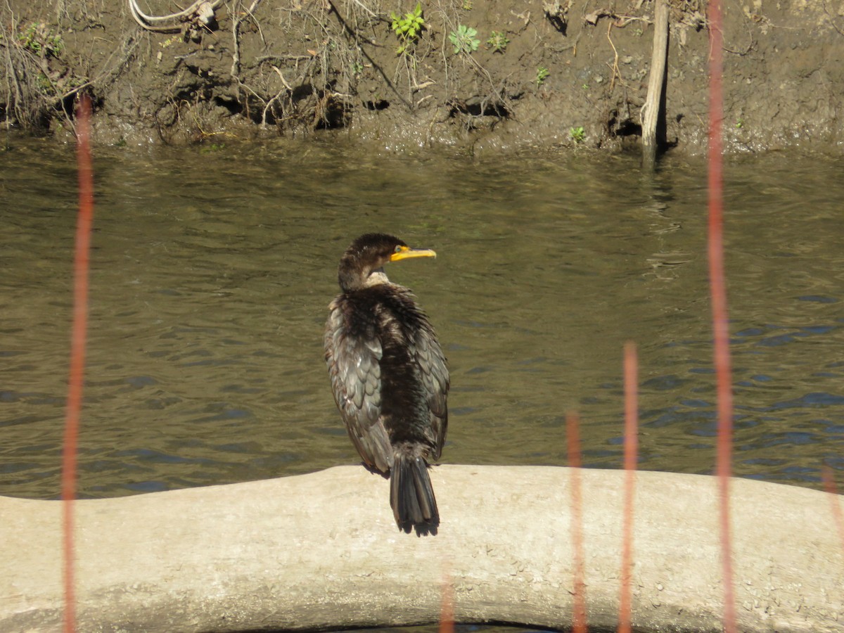 totoppskarv - ML645950203