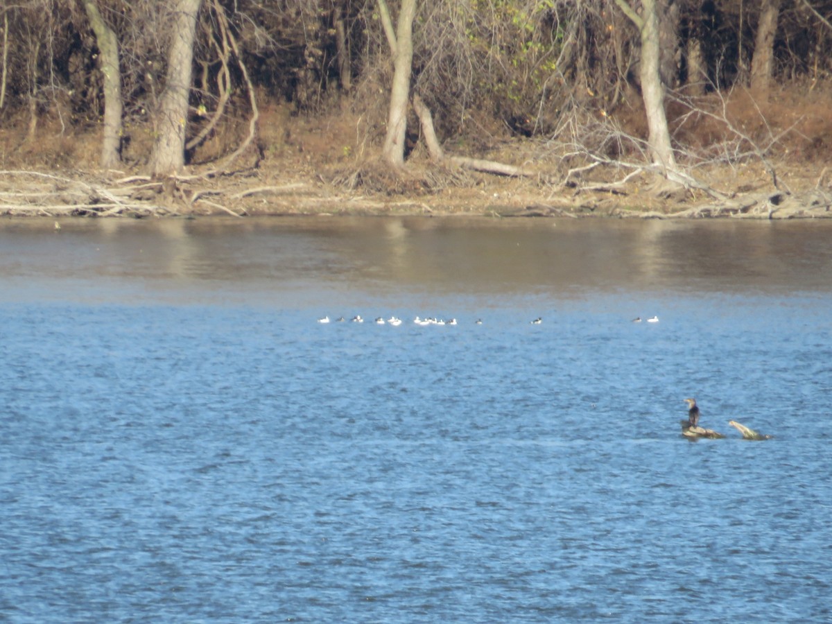 totoppskarv - ML645950204