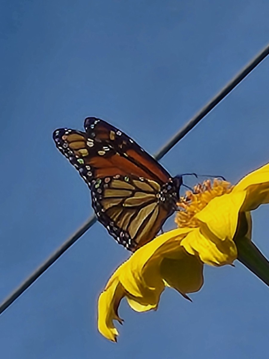 Monarch - ML645950215