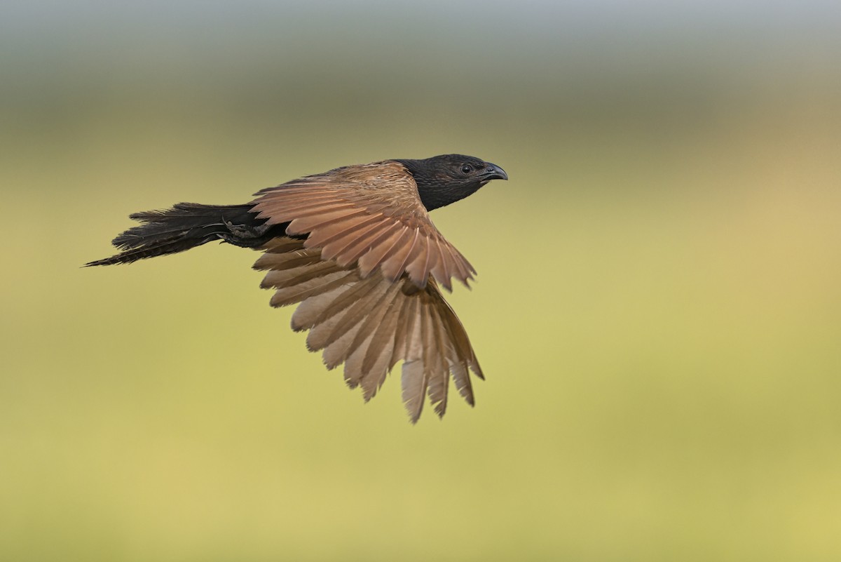 Grillkuckuck - ML645950217