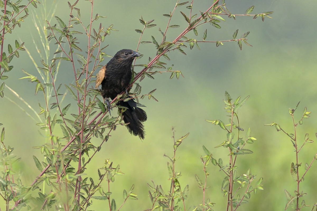 Grillkuckuck - ML645950218