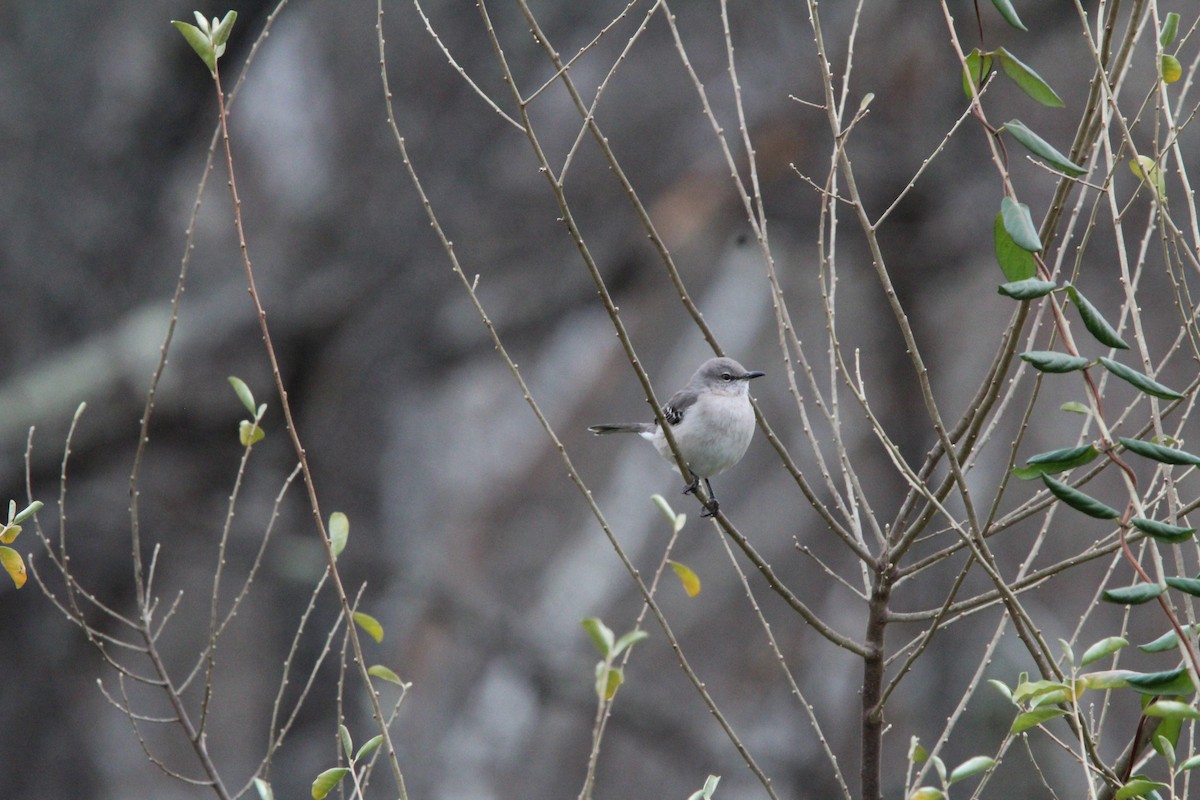 Пересмішник багатоголосий - ML645950220