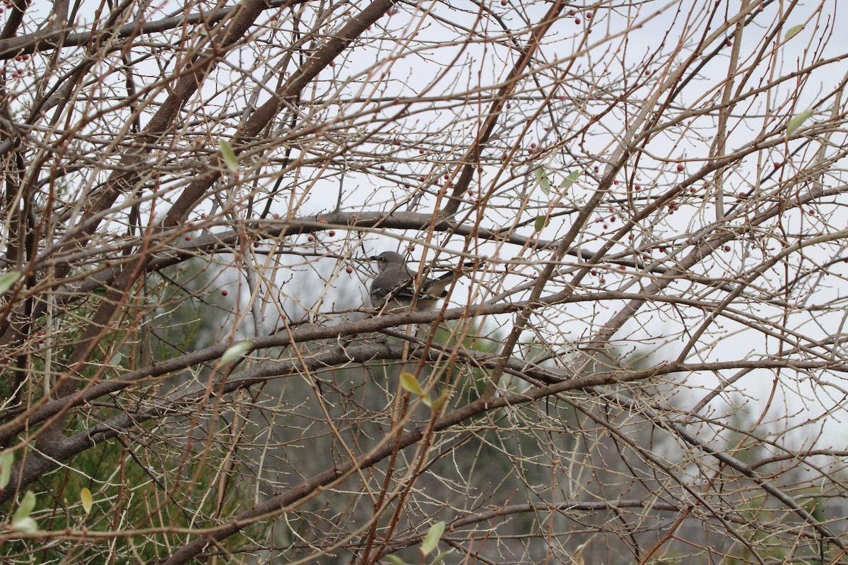 Пересмішник багатоголосий - ML645950226