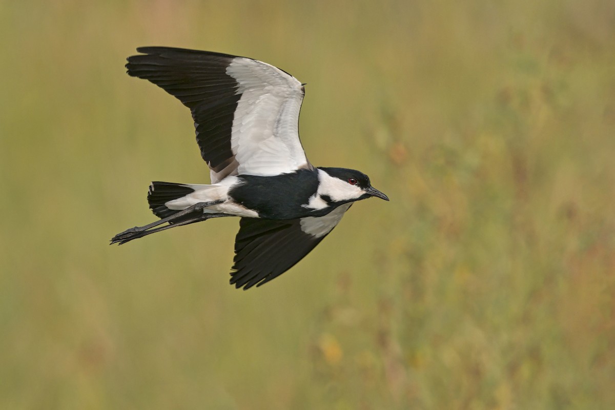 Vanneau à éperons - ML645950227