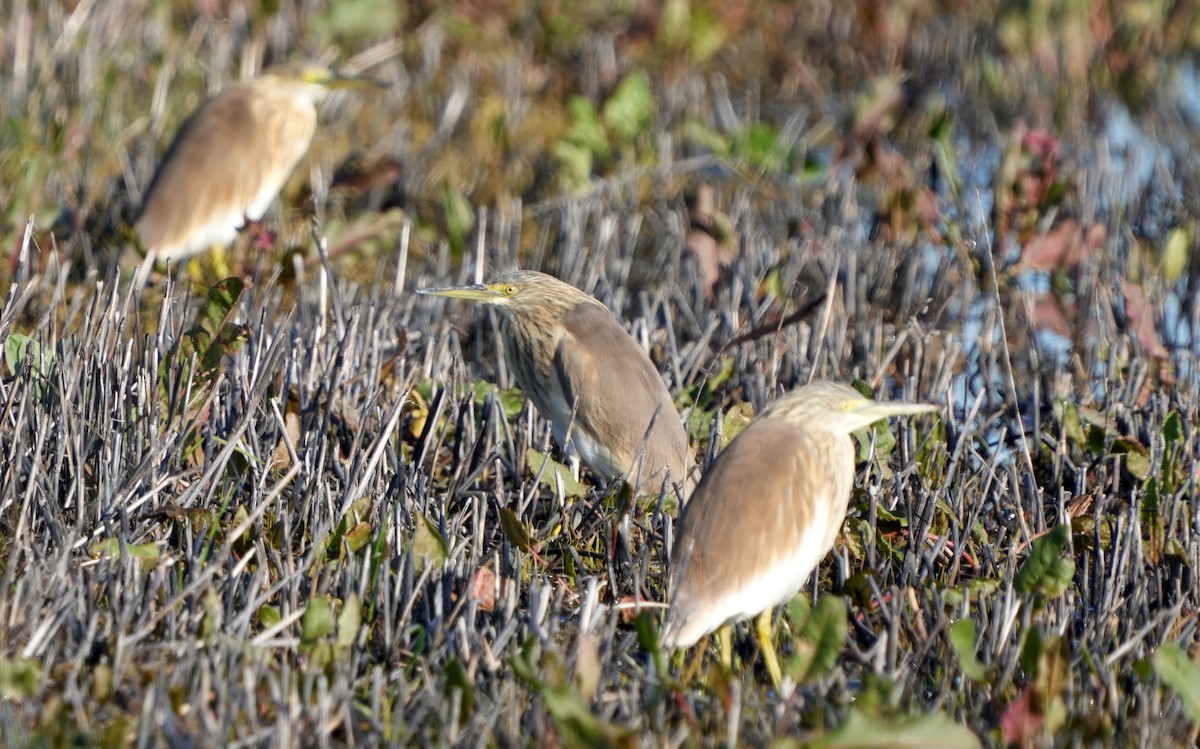 Squacco Heron - ML645950228