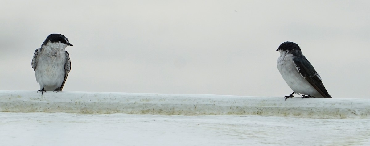 Mangrove Swallow - ML645950232