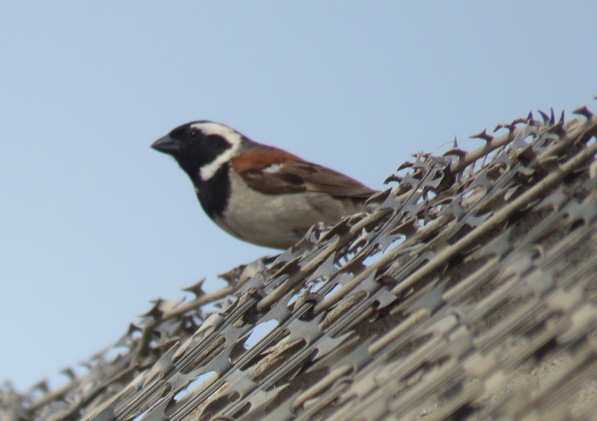 Cape Sparrow - ML645950238