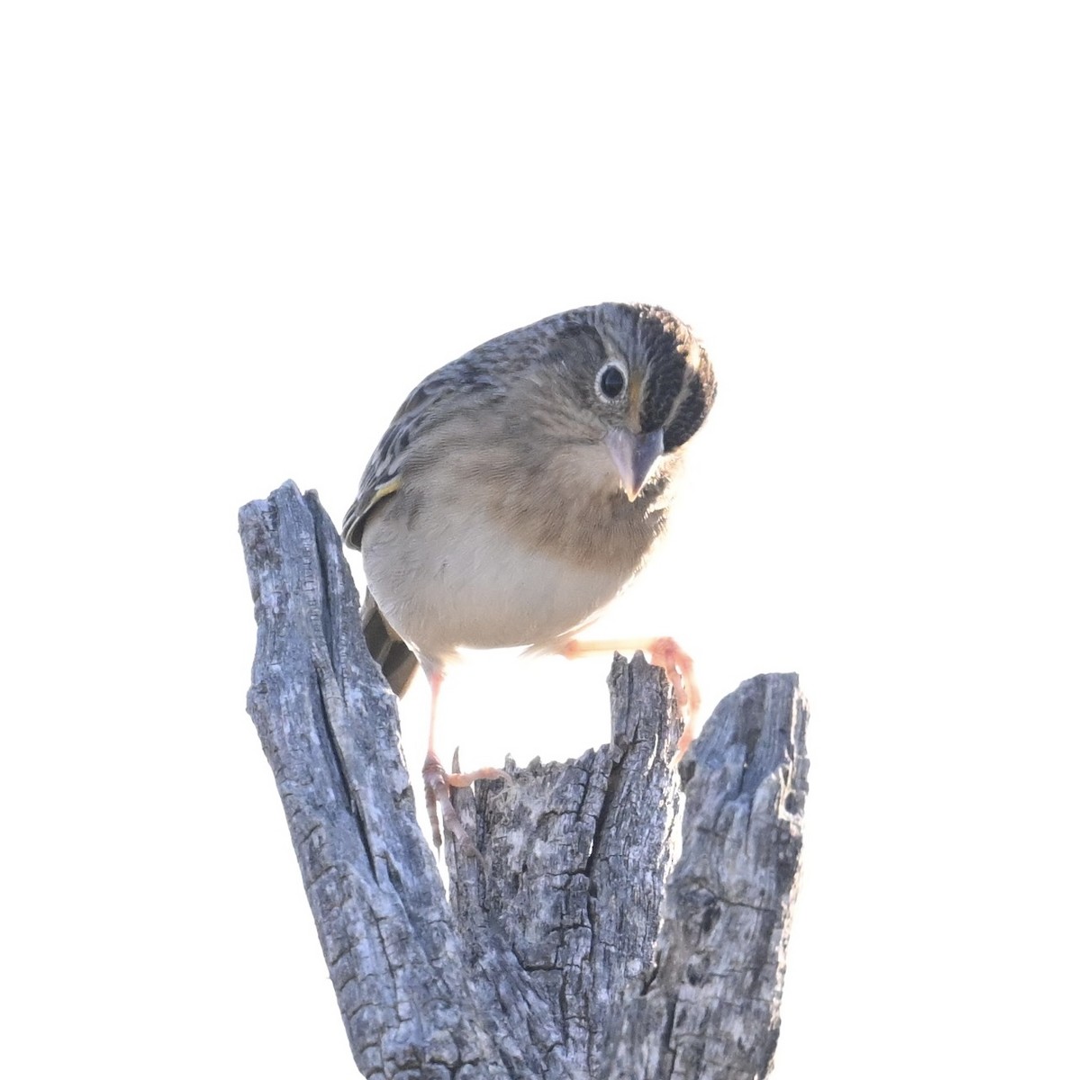 Grasshopper Sparrow - ML645950248