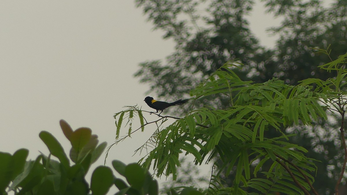 Yellow-mantled Widowbird - ML645950254