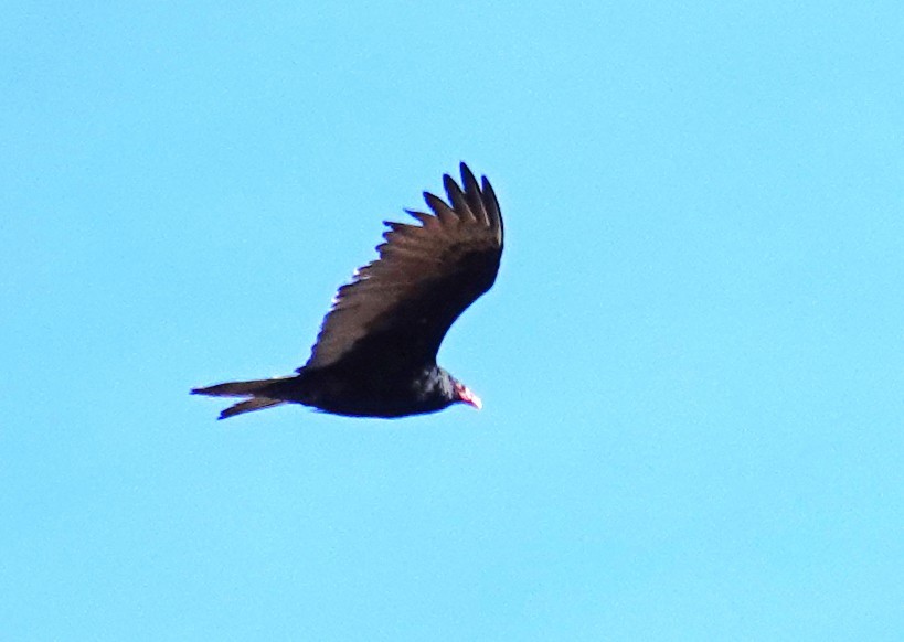 Turkey Vulture - ML645950259