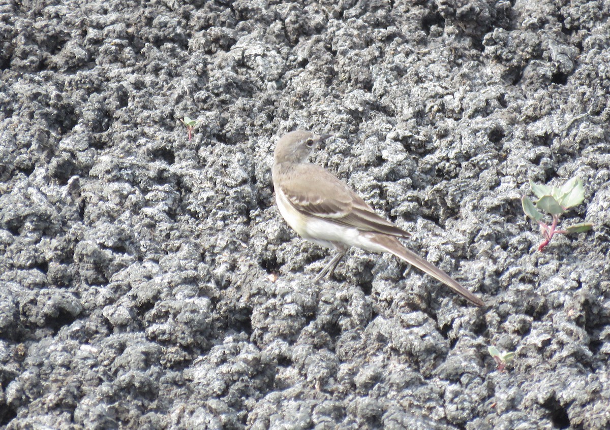 Cape Wagtail - ML645950265