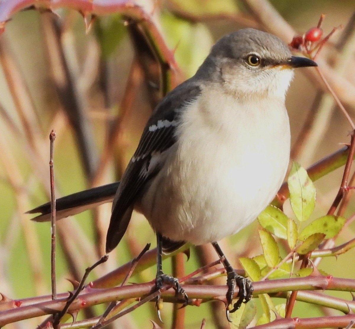 Пересмішник багатоголосий - ML645950266