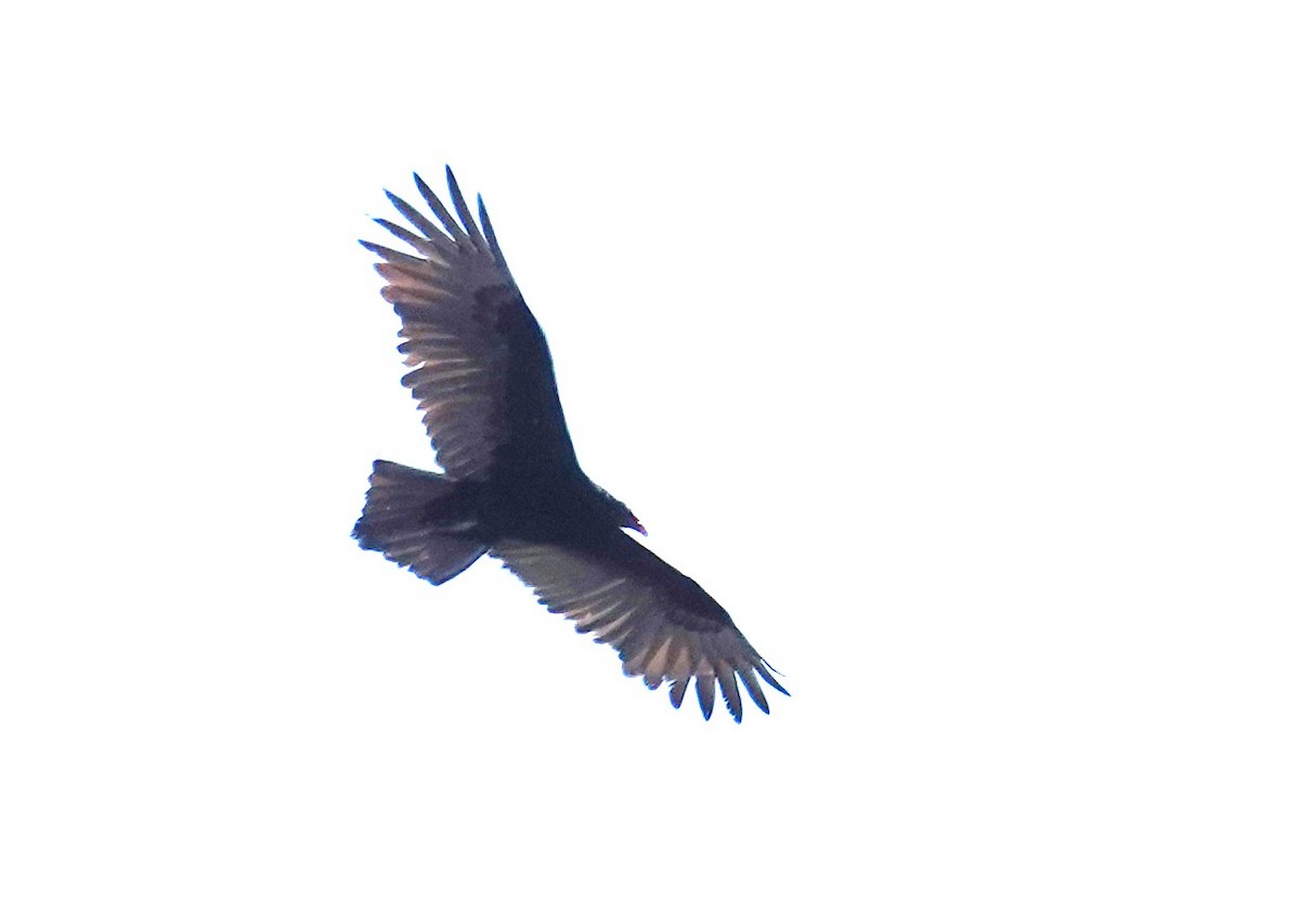 Turkey Vulture - ML645950267