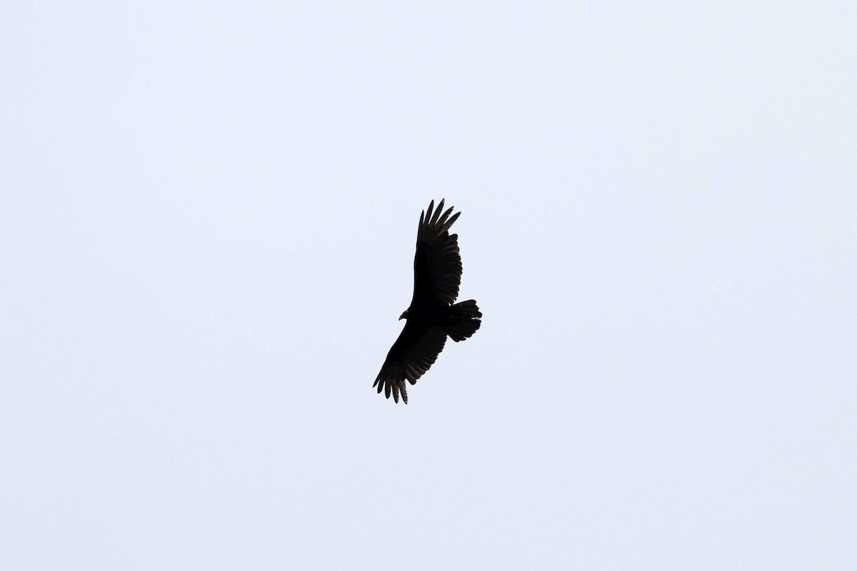 Turkey Vulture (Tropical) - ML645950268